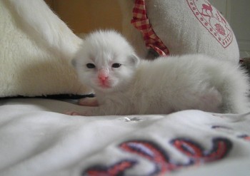 FEMELLE BLUE BICOLOUR -  13 jours - Chatterie Ragdolls du Val de Beauvoir